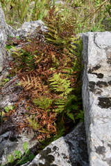 Athyrium yokoscense