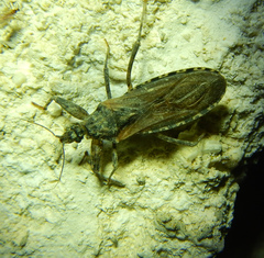 Oncocephalus