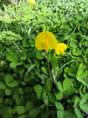 Arachis pintoi