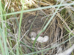 Embernagra platensis