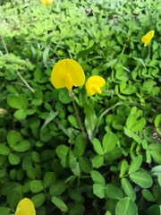Arachis pintoi
