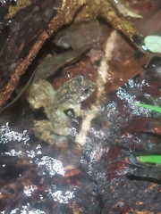 Quasipaa exilispinosa