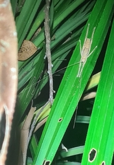 Segestidea queenslandica