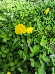 Arachis pintoi