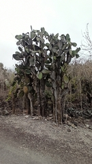 Opuntia galapageia