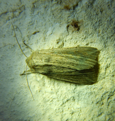 Mythimna riparia