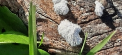 Schizophyllum commune