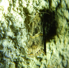 Euchromius