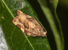Argyrotaenia sphaleropa