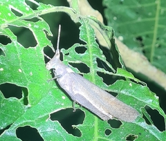 Desmoptera truncatipennis
