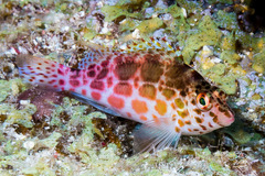 Cirrhitichthys oxycephalus