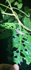 Desmoptera truncatipennis