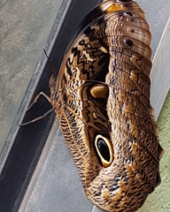 Caligo beltrao