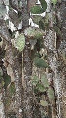 Opuntia galapageia
