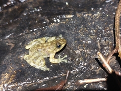 Amolops hongkongensis