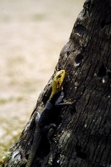 Agama agama