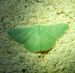 Xenochlorodes olympiaria