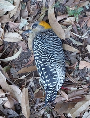 Melanerpes chrysogenys