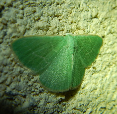 Xenochlorodes olympiaria