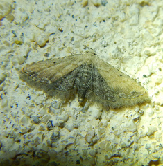 Araeopteron ecphaea