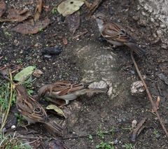 Passer domesticus