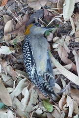 Melanerpes chrysogenys