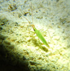Trigonotylus