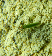 Trigonotylus