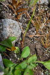 Spiranthes australis