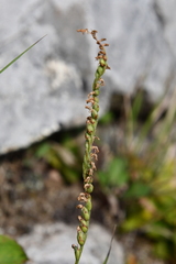Spiranthes australis