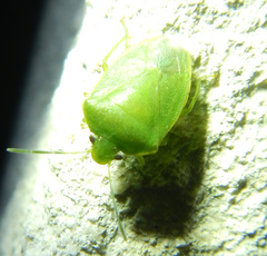 Acrosternum millierei