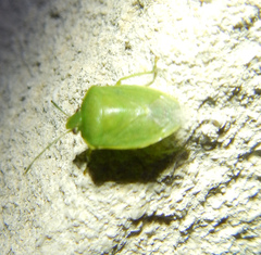 Acrosternum millierei