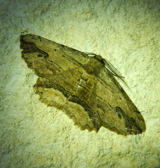 Menophra abruptaria