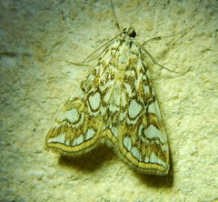Elophila nymphaeata
