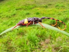 Trachyderes succinctus