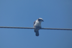 Eurocephalus anguitimens