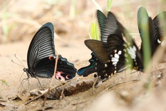 Papilio protenor