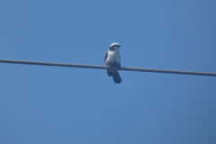 Eurocephalus anguitimens