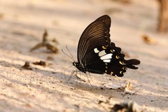 Papilio nephelus