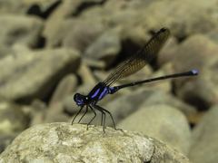 Argia calida