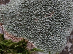 Pertusaria pertusa