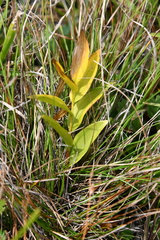 Polygonatum humile