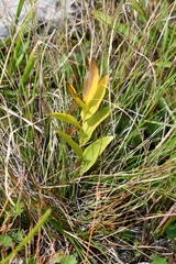 Polygonatum humile