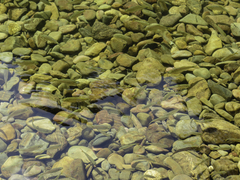 Characiformes