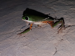 Pithecopus hypochondrialis