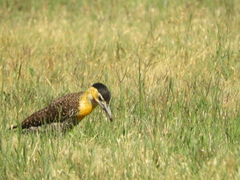 Colaptes campestris campestroides