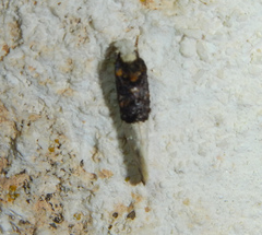 Trichophaga