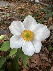 Anemoneae