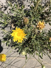 Grindelia chiloensis