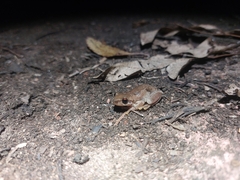 Litoria balatus